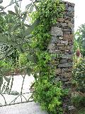 Climbing Hydrangea / Decumaria barbara